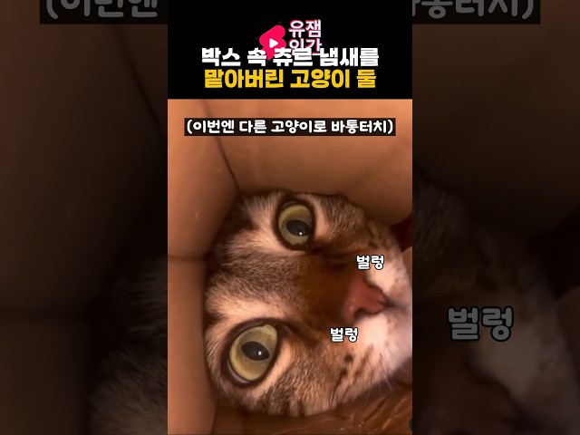 박스 속 츄르 냄새를 맡아버린 고양이