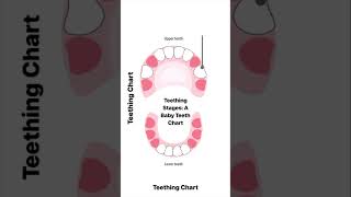 Baby Teething Chart Explained | When Do Baby Teeth Come In? #baby #babyteething #babycaretips
