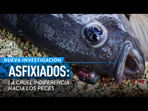 Canibalismo y asfixia a muerte en granjas de peces en México