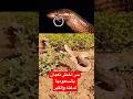 سر الخوف من الثعبان الأسود الخبيث في ناب مستعرض عضته بسم يقتل سريعا يألف مناطق الصخور في السعودية 