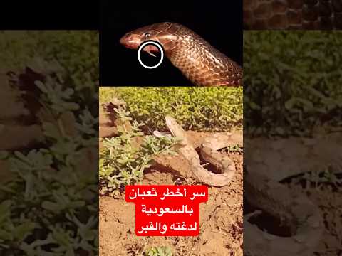 سر الخوف من الثعبان الأسود الخبيث في ناب مستعرض عضته بسم يقتل سريعا يألف مناطق الصخور في السعودية