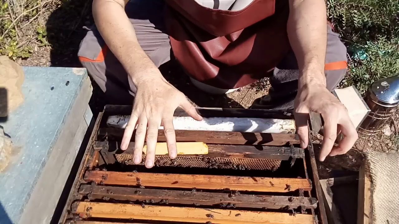 علاج النحل من الفاروا بحمض الاكسليك 2/2.