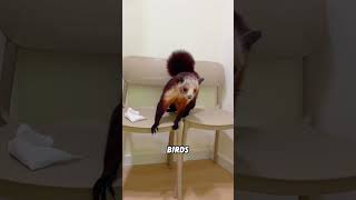 The Red And White Flying Squirrel That Glides Through The Airanimals funnyanimal flyingsquirrel