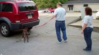 Intro to Nose Work (Level 2) - Lucy Vehicle 6/19/13