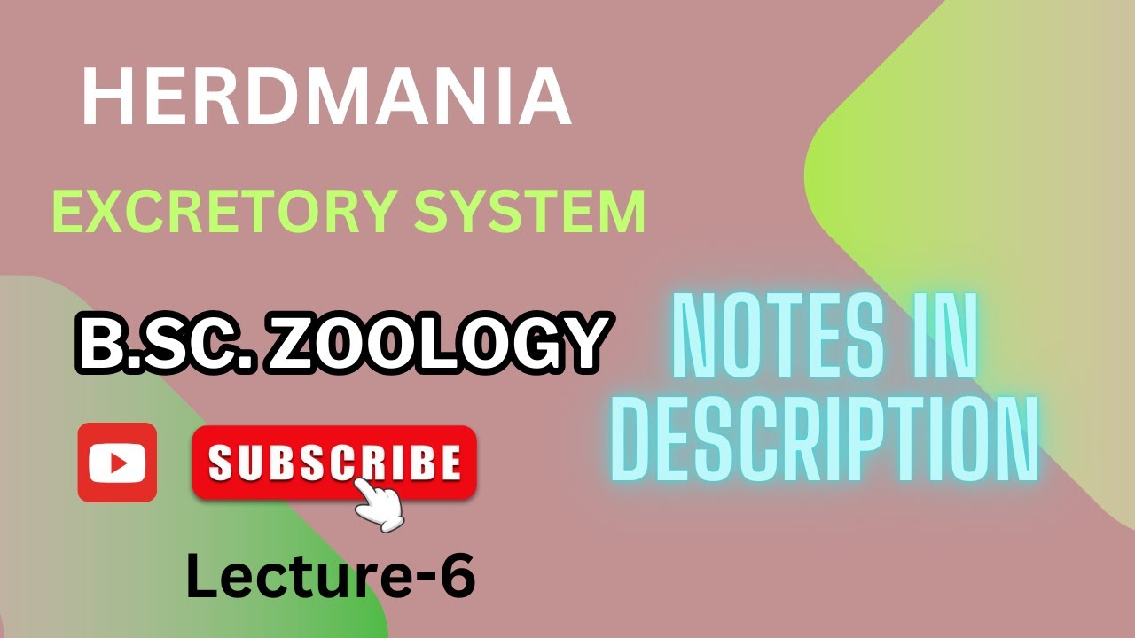 Excretory System In Herdmania B Sc Zoology YouTube excretory-system-in-herdmania-b-sc-zoology-youtube