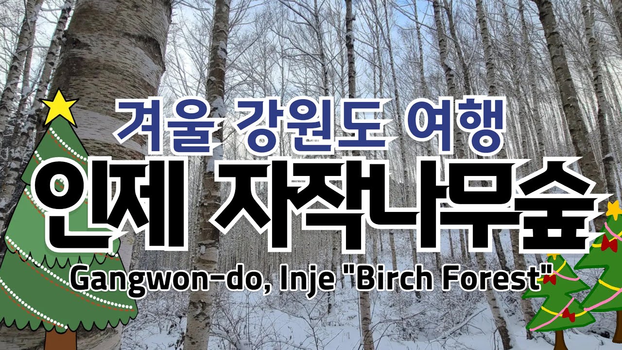 겨울철 강원도 인제군 여행코스 추천 - 명품숲 "자작나무숲" 트래킹 (Gangwon-do Birch Forest) 코스