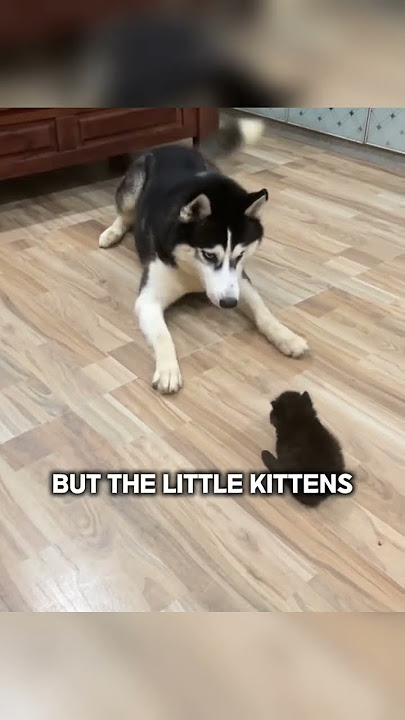 This dog just wanted to be friends with the kittens, but they didn’t understand 😂
