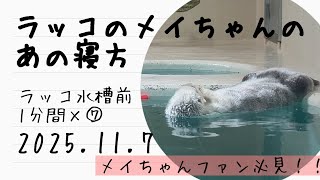 ラッコのメイちゃん あの寝方になるまで｜鳥羽水族館ラッコ水槽前🦦🦦1分×7回ノーカット｜2025.11.7