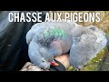 CHASSE AUX PIGEONS FIN DE SAISON 2020/2021