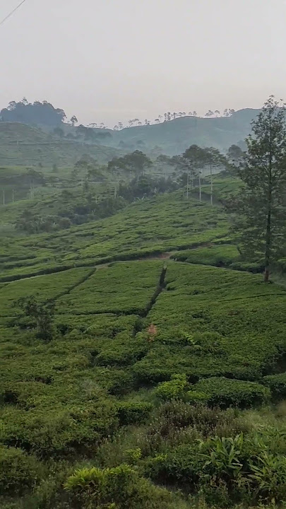 edisi numpang sarapan di puncak