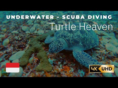 Turtle Heaven Underwater, Scuba Diving in Gili Trawangan, Indonesia 2019