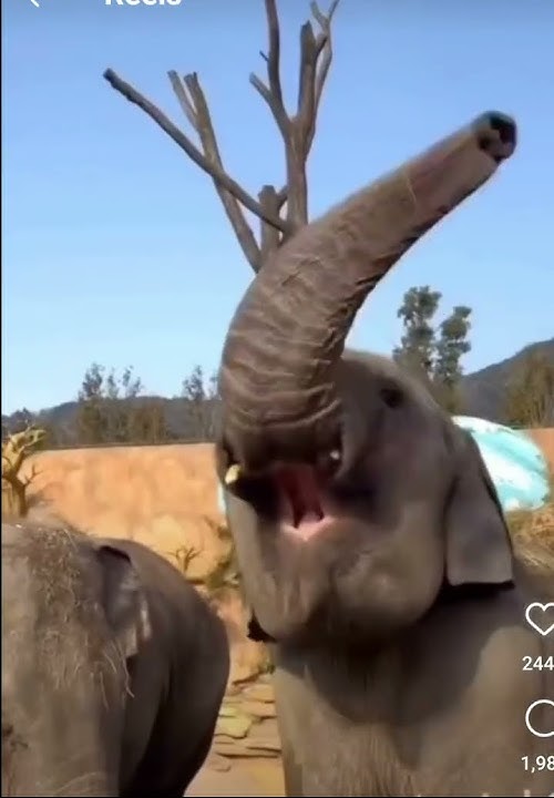Baby elephant Making helicopter of the Trunk