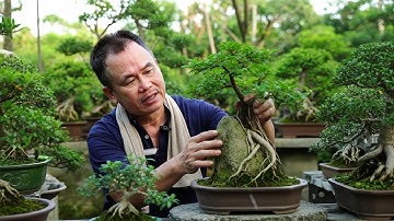 Thang Bonsai deelt alle bonsaibomen van de afgelopen tijd het snelst voor de Tet-vakantie