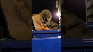 Dumpster Pizza Party With a Raccoon and Cat!