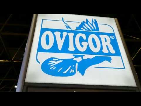 OVIGOR PONDEROSA na FUGARE 2019 - Kortrijk (Belgia)