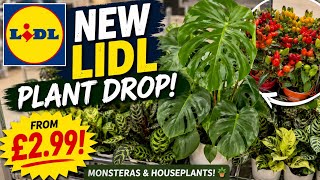 Lidl Plant Haul: The Best Deals I've Ever Seen! 🪴 Monstera Madness