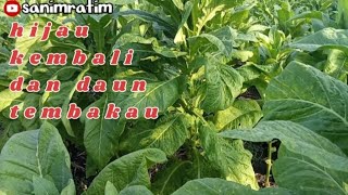 Download Lagu download lagu ijuk kembali Fatur dia hujan deras MP3