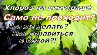 Болезни винограда!Хлороз(пожелтение) листьев! Способы устранения этой проблемы!