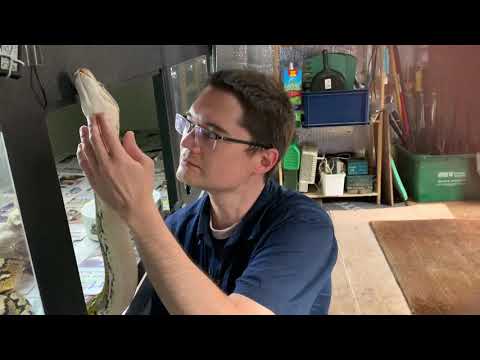 14ft Reticulated Python enjoying belly scale strokes.