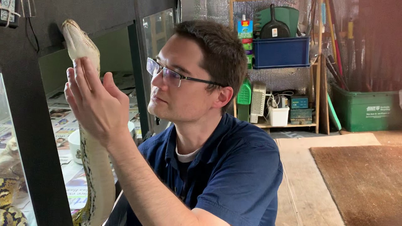 handling yourself in success and failure 14ft Reticulated Python enjoying belly scale strokes.