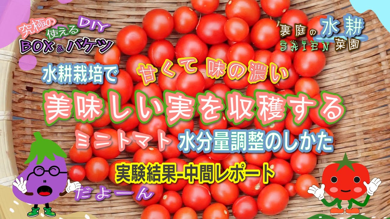 裏庭の水耕菜園＃40】ミニトマトの甘みを増す収穫方法〈前編〉水分量 