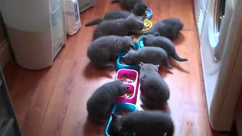 Video 766141: british shorthair blue kitten, british shorthair kittens eating, kitten feeding