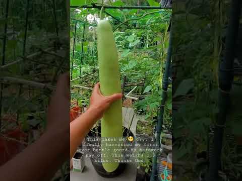 Video: Homegrown Gourd Care - Wie und wann man Kürbisse pflanzt