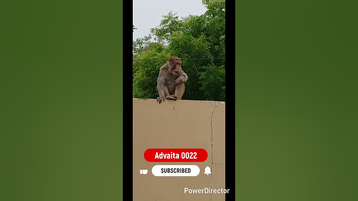 🐵Monkey shorts, केला खाकर भी गुस्सा😳😱😂