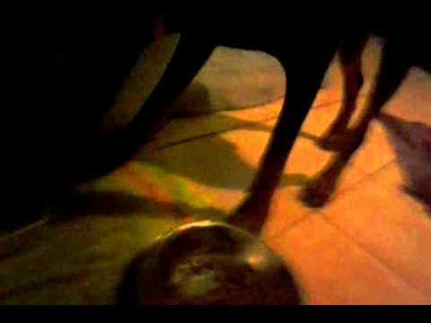 aris the doberman petco hours
