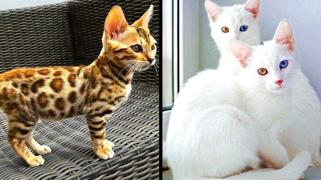 Уникальные Кошки, Которых Вы Никогда Не Видели