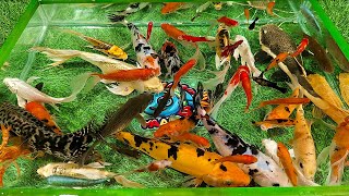 Unboxing Ikan Koi Lucu, Ikan Hias Warna warni, Ikan Cupang, Ikan Lele, Ikan Glowfish, Ikan Guppy