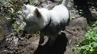 West Highland White Terrier (Westie) Bobby. When the owner allows everything