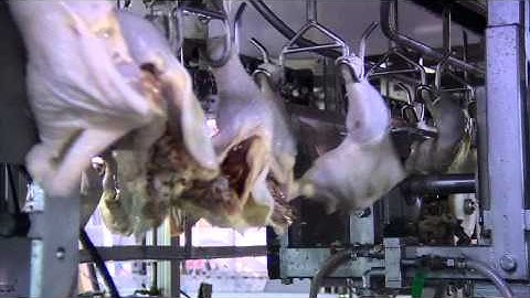 Meyn® Saddle cutter FCF