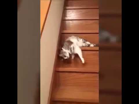 Смешной котик😂 - YouTube