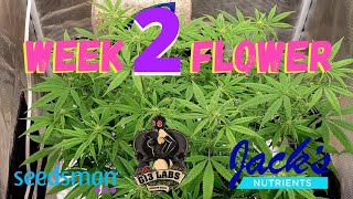 🍑 Peach Puree 🍑 Week 2 Flower Update Indoor 2x2 Grow with MarsHydro TS1000