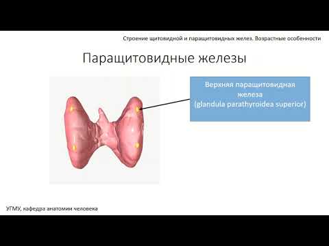 Щитовидная и паращитовидные железы: строение, функции,  возрастные особенности