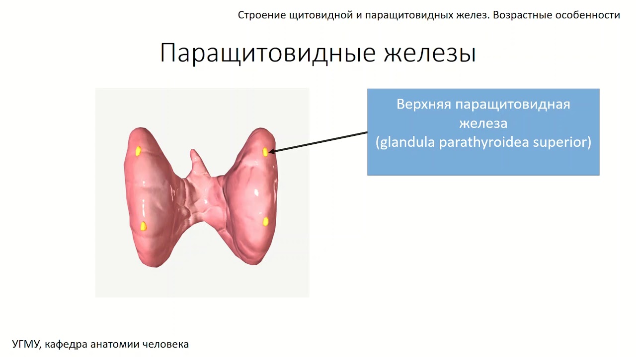 Возрастные изменения желез