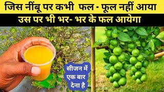 Best Liquid Fertilizer for Lemon Plant | नींबू से भर जाएगा पौधा 🍋 | Home Garden