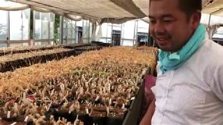 横山園芸 ダイヤモンドリリーの品種保持数は世界一 Youtube 横山園芸 ダイヤモンドリリーの品種保持数は世界一 Youtube