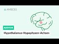 Hypothalamus-Hypophysen-Achsen - Zentrale Regulation des endokrinen Systems - AMBOSS Auditor