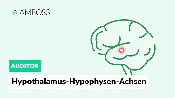 Wie hängen Hypothalamus und Hypophyse zusammen?