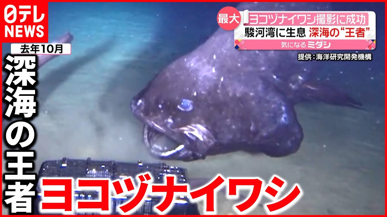 ヨコヅナイワシ 撮影に成功 駿河湾の深海で生態系の頂点に君臨 Youtube