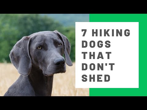 Video: Fælder bjergkurhunde?