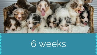 Puppies 6 Weeks | Australian Shepherds | Skaye's by LifeWithAussies 9,966 views 7 years ago 2 minutes, 44 seconds