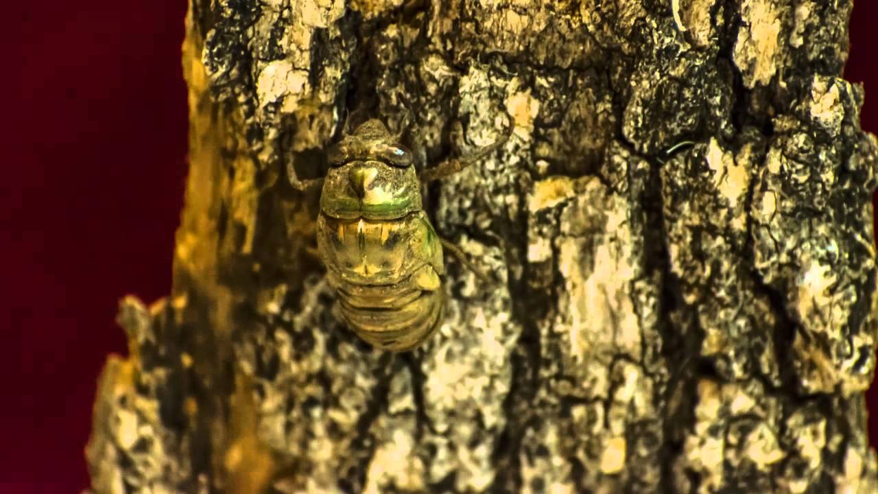 Cicada Molting - Time-lapse