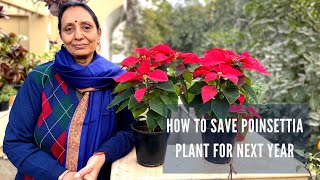 Poinsettia Care | How to Grow and Care Poinsettia Plant | How to Save Poinsettia Plant For Next Year