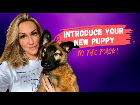 Video: Cara Selamat Memperkenalkan Puppy Baru Anda Ke Rumah Anda