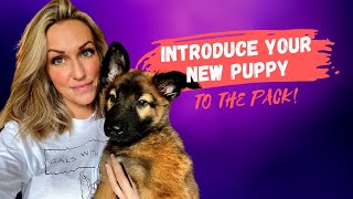 How to introduce a new puppy to my other dogs