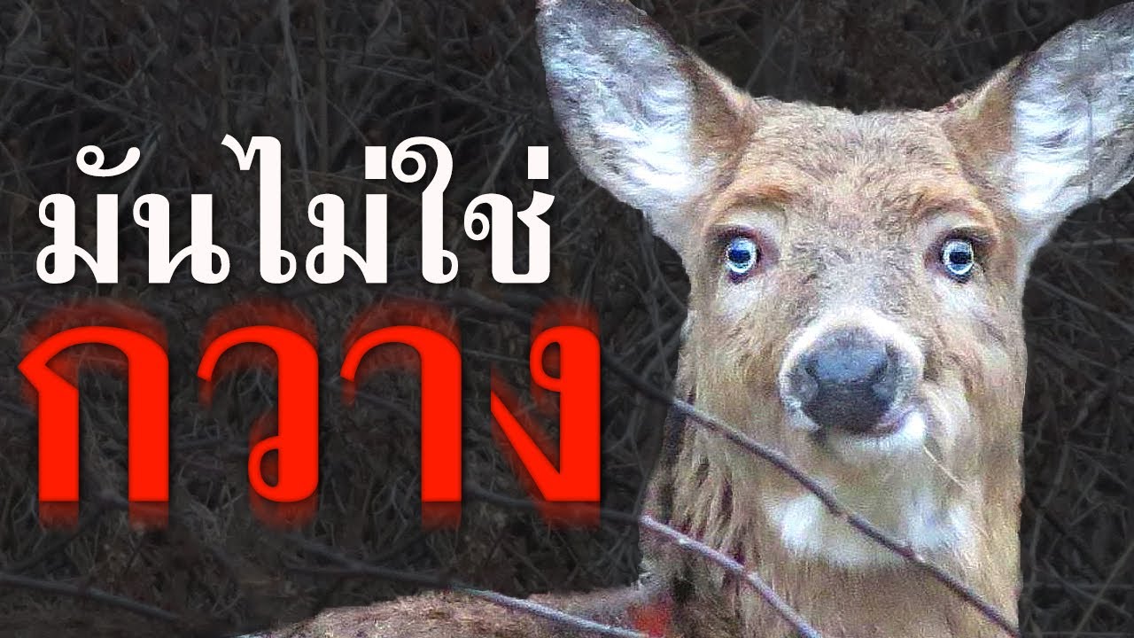 กวางกี่โมง | Not-Deer Stew