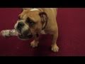 Meet the real star of the tour:  Puddy. (John Legend on tour with Sade - Summer 2011)